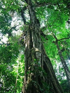 Ancient Costa Rica Tree