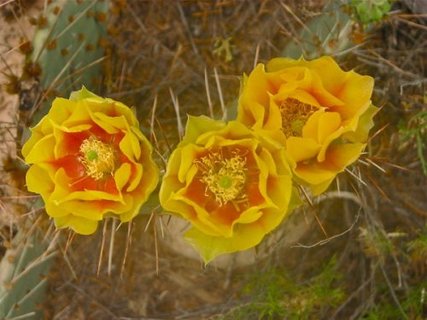 Spring Flowers in Mesa Verde